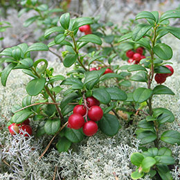 Vaccinium vitis-idaea